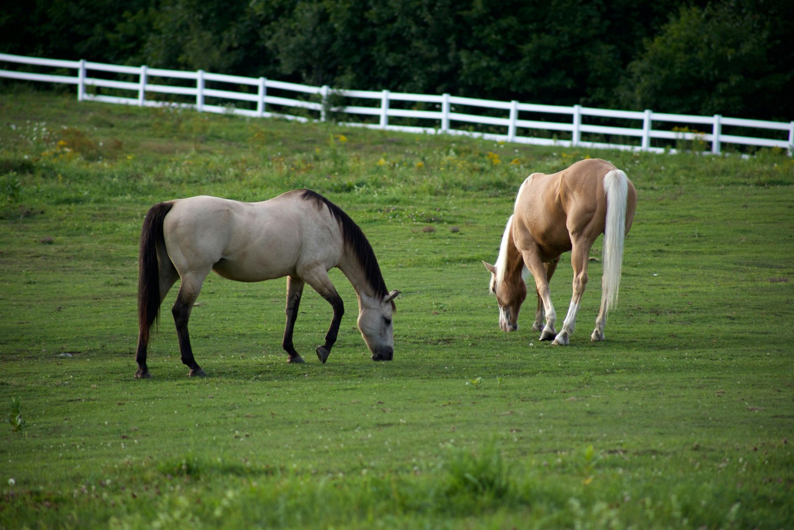 Downtown Lexington, Kentucky and the surrounding horse country