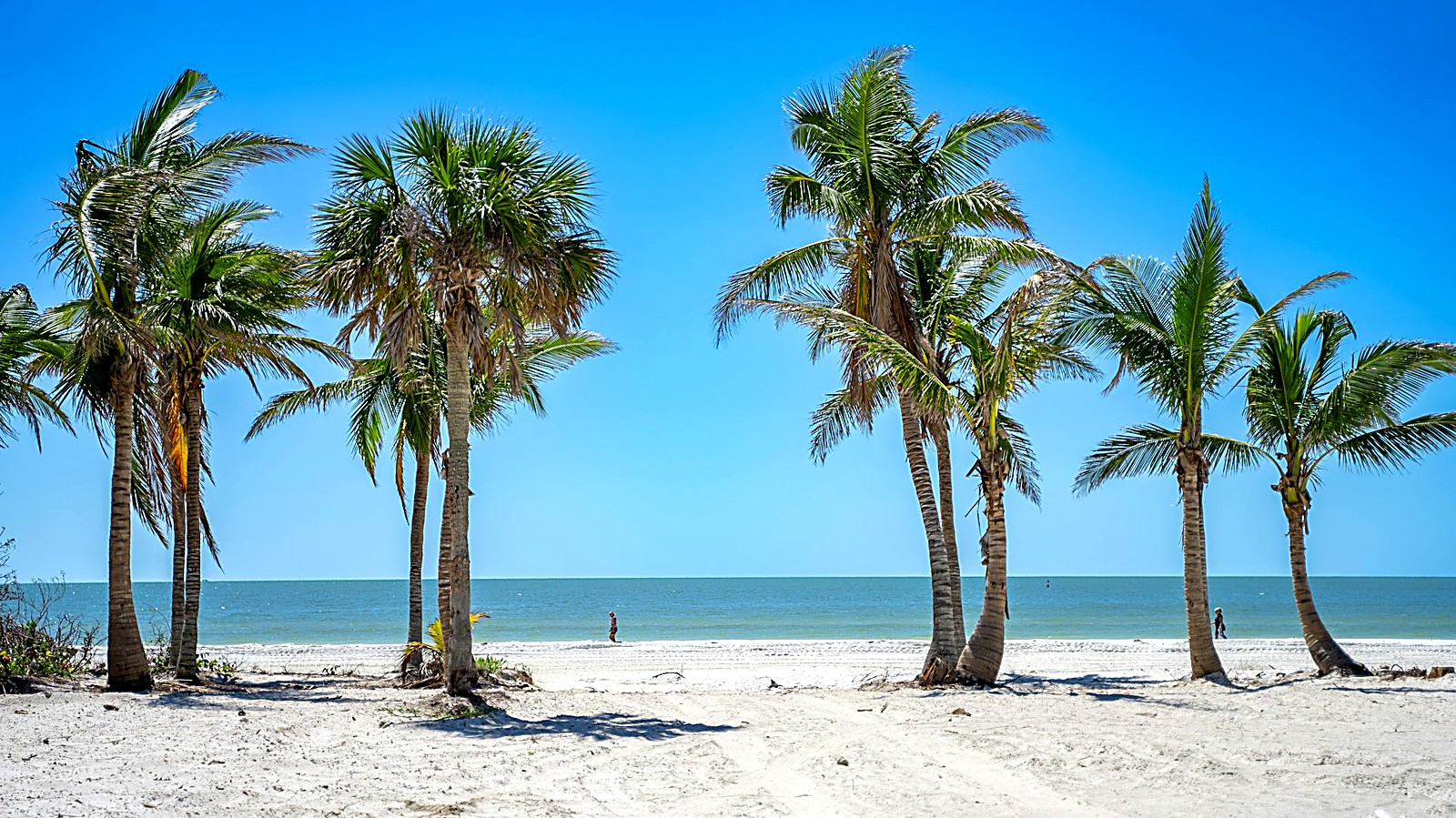Palm trees over sugar-white sand on a Naples, Florida Gulf beach